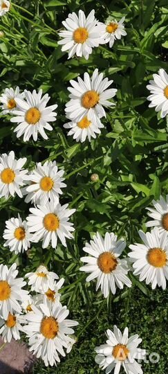 Крупные садовые ромашки