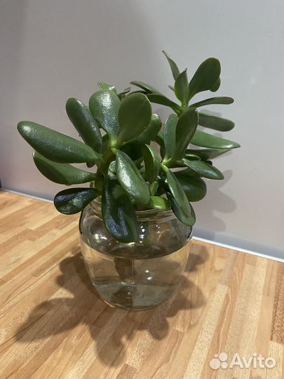 Цветок толстянка