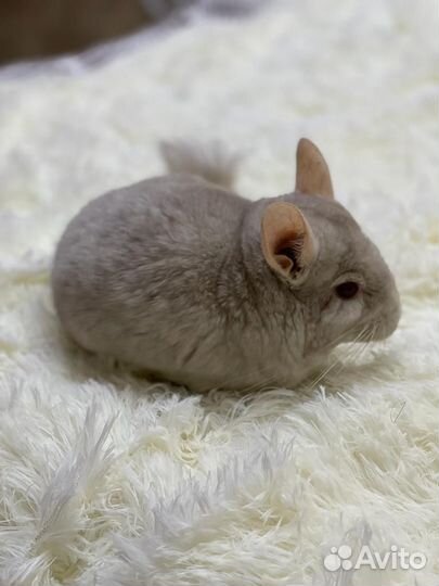 Шиншилла с витриной