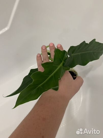 Филодендрон