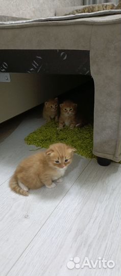 Котята в добрые руки мальчики