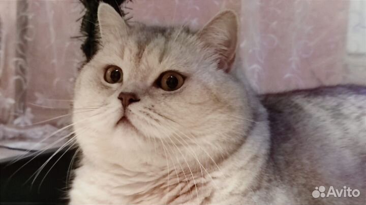 Британский кот