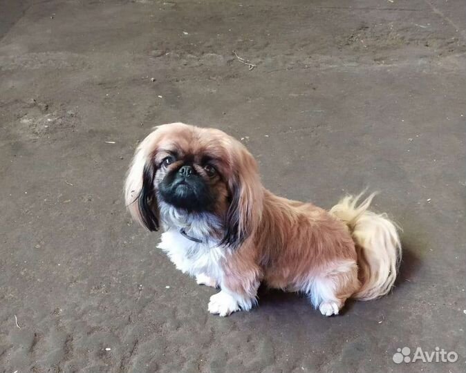 Вязка пекинес