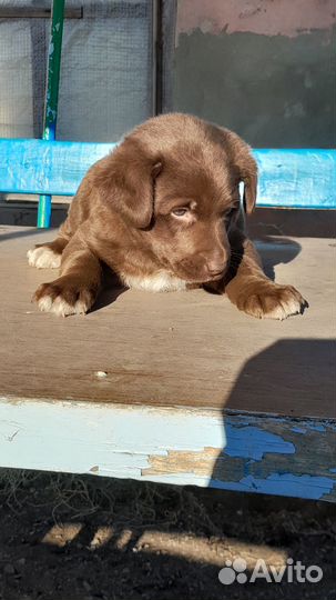 Щенок в добрые руки