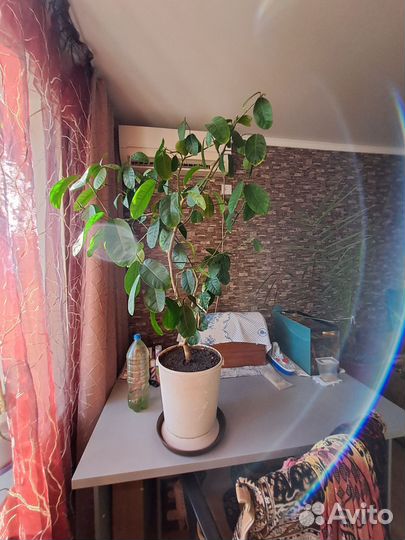 Кротон, лимон, пальма