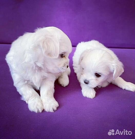Мальтийская болонка щенки