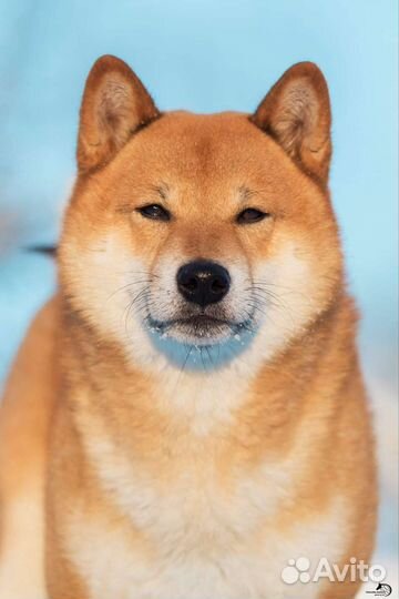 Щенки сиба ину (шиба)