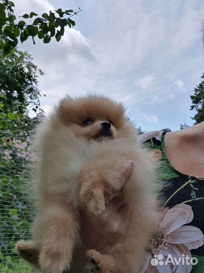 Померанский шпиц мини мальчик