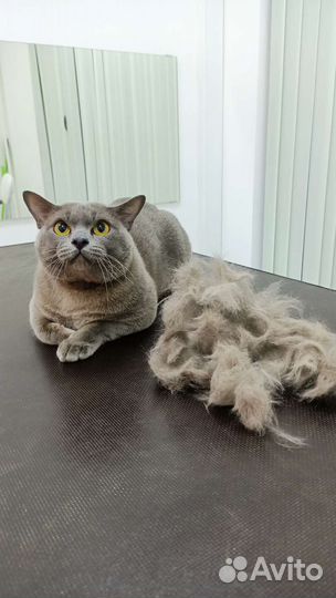 Стрижка собак и кошек