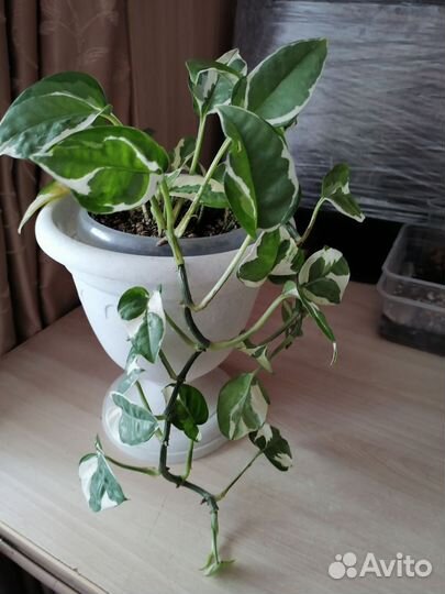 Эпипремнум Н-Джой