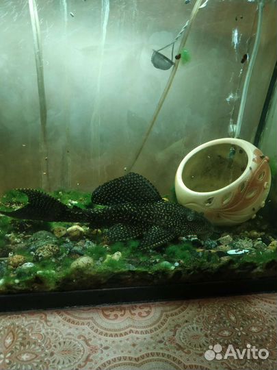 Аквариум