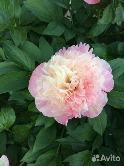 Пионы Пастелеганс и Лойс Чойс