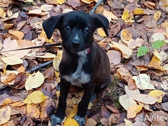 Щенок мелкая собачка