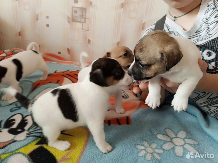 Щенки джек рассел терьер
