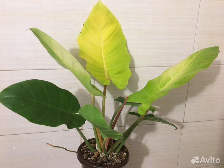 Филодендрон пин тонг
