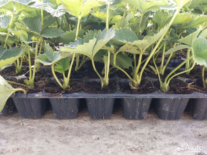 Саженцы клубники зкс