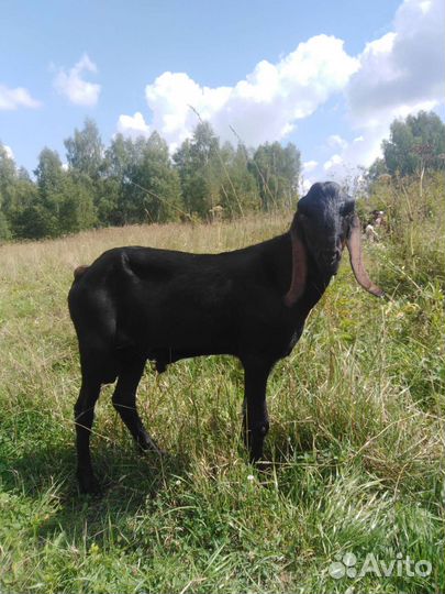 Козел на племя