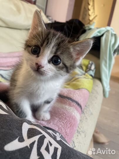 Котенок-мальчик в добрые руки