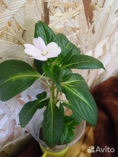 Бальзамин новогвинейский белый