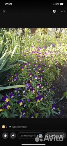 Анютины глазки,ромашка,флоксы и т.д