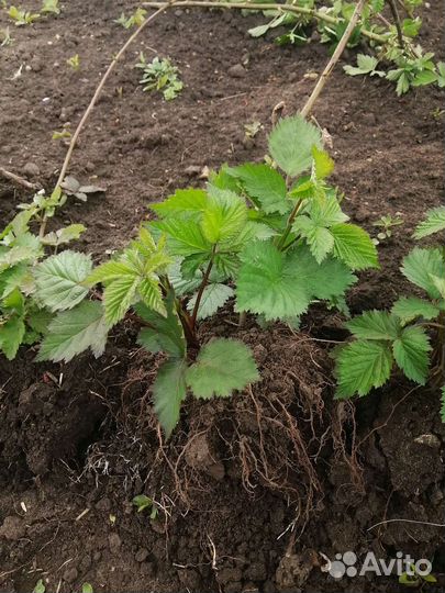 Саженцы ежевики безшипной тройная корона