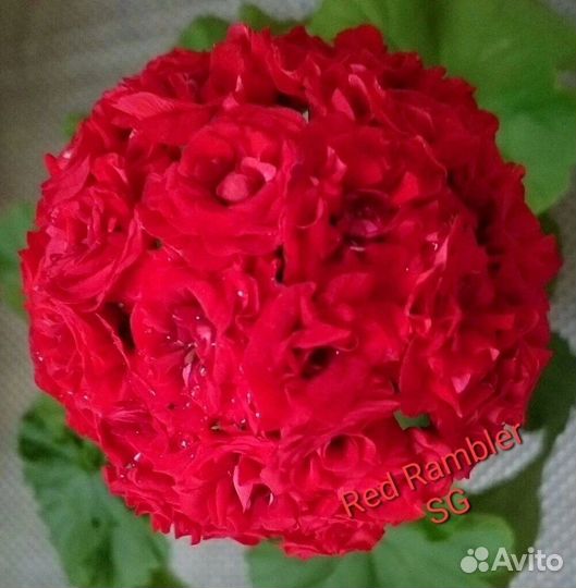 Пеларгония сортовая Red Rambler