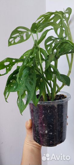 Монстра манки