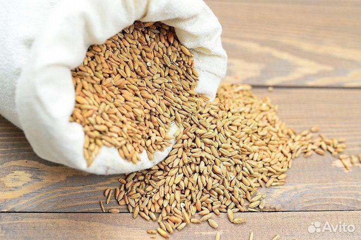 Зерно пшеница