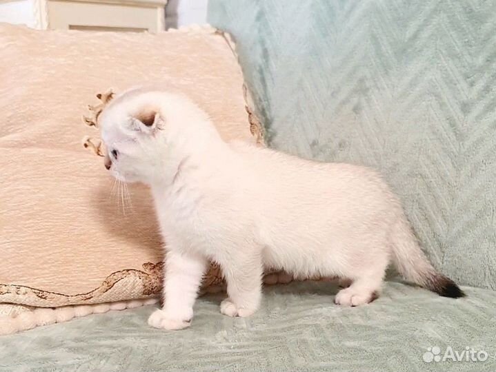 Шотландские шиншиллы