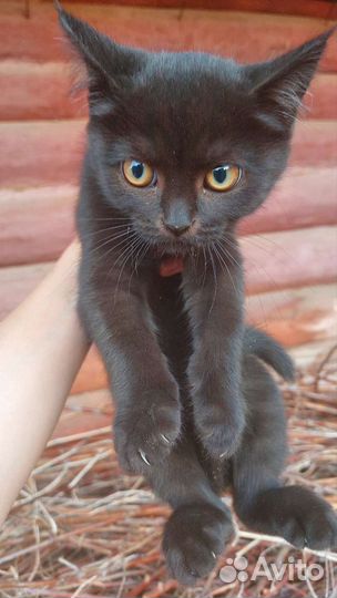 Котята мальчики в добрые руки