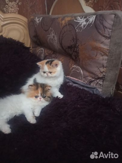 Персидские котята