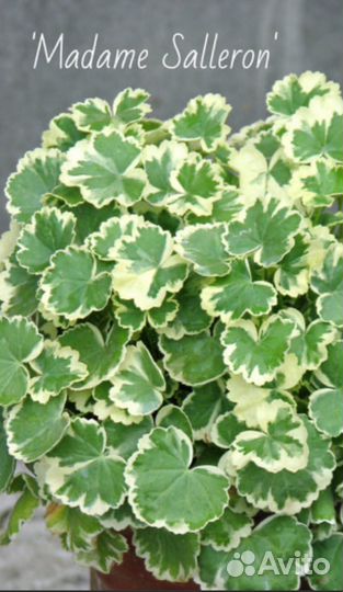 Пеларгония герань