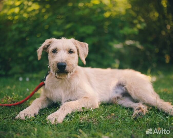 Собака в добрые руки