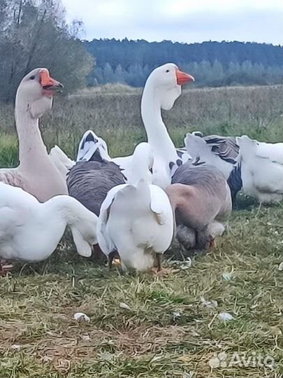 Холмогорские гуси на племя