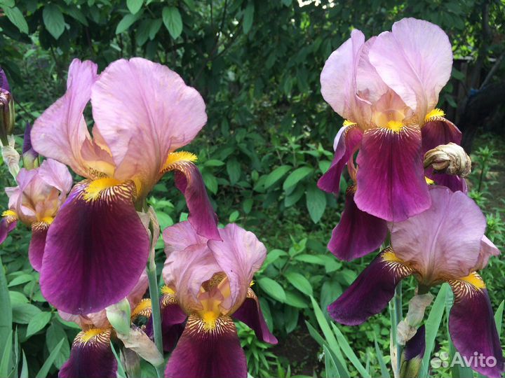 Ирисы бородатые сортовые
