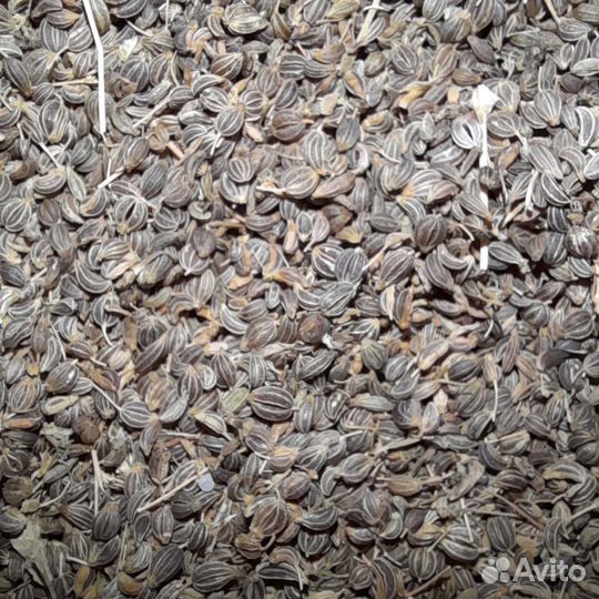 Семена петрушки нового урожая