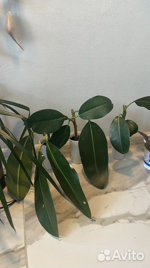 Черенки фикуса эластика (каучуконосного)