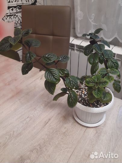 Плектрантус