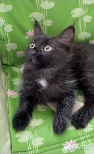 Черный котенок девочка
