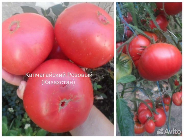 Семена томатов