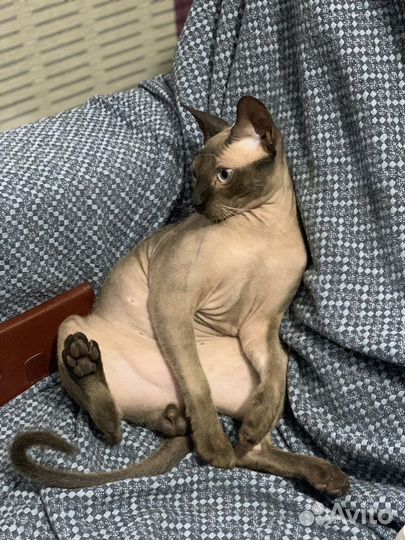 Кот для случки