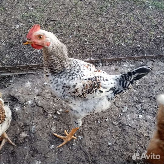 Молодые петухи