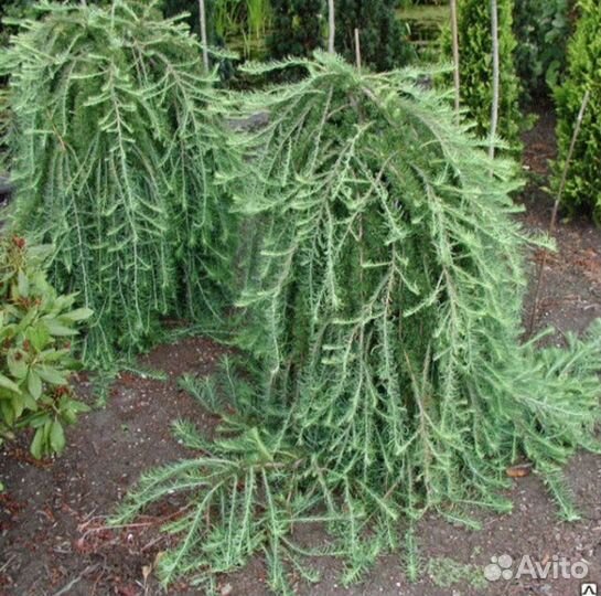 Лиственница Кемпфера 