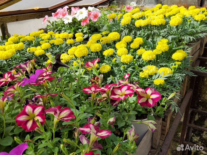 Рассада цветов и овощей