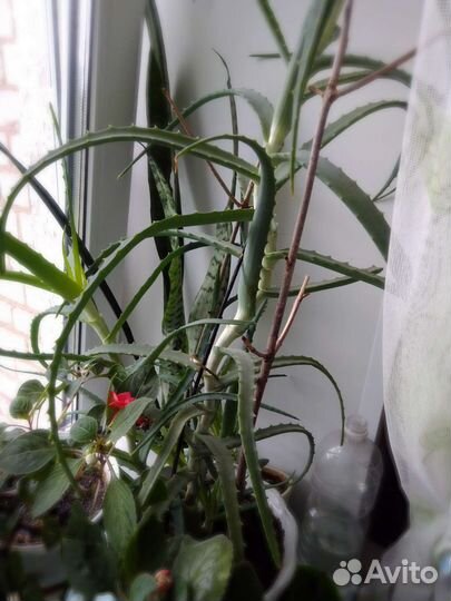 Алоэ столетник на срез