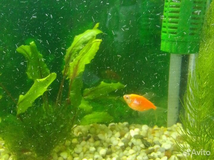 Аквариумные рыбки