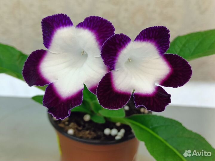 Стрептокарпусы детки и листовые черенки
