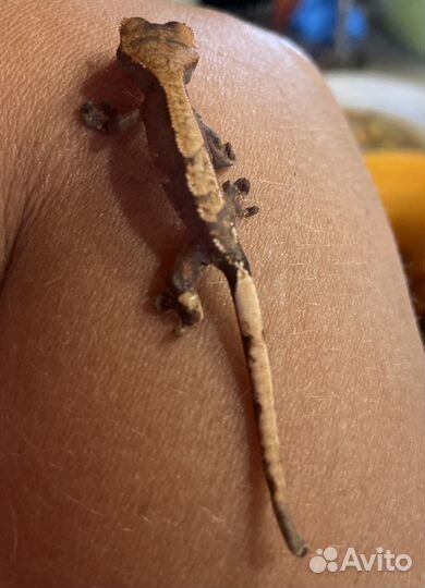 Реснитчатый бананоед