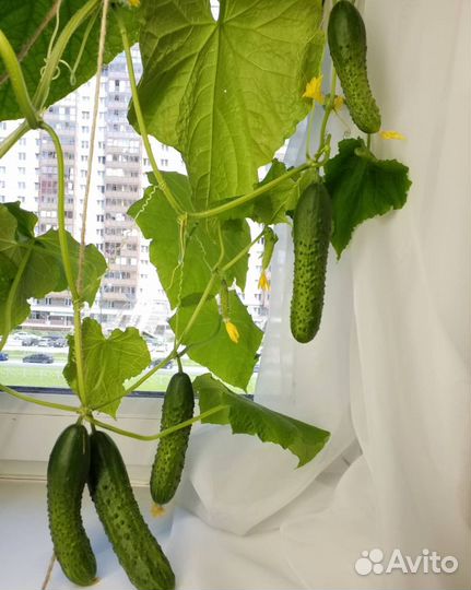 Рассада для подоконника и открытого грунта