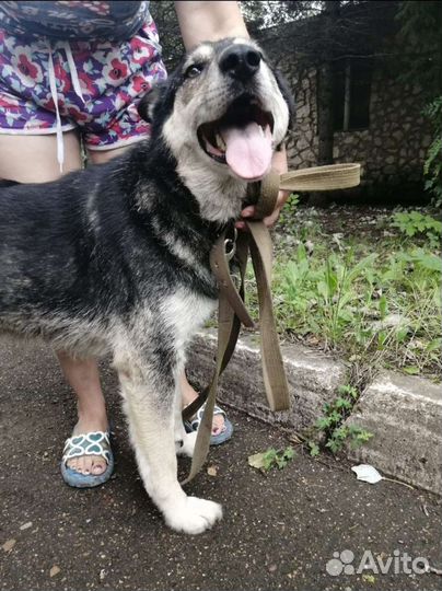 Собака ищет дом